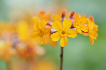 Candelabra, primula, Primula aurantiaca, Orange coloured flowers growing outdoor.