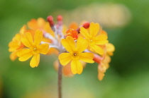 Candelabra, primula, Primula aurantiaca, Orange coloured flowers growing outdoor.