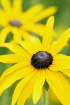 Coneflower, Black-eyed Susan, Rudbeckia fulgida var. deamii, Yellow flowers growing outdoor.