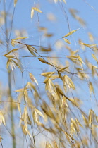 Golden Oats, Stipa gigantea, gently blowing in the wind.