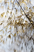 Golden Oats, Stipa gigantea, gently blowing in the wind.