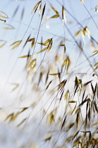 Golden Oats, Stipa gigantea, gently blowing in the wind.