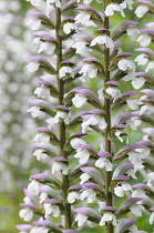 Bear's breeches, Acanthus spinosis, Abundance of small white flowers on tall stems.