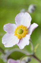 Anemone, Japanese Anenome, Anemone x hybrida 'Robustissima', Close up of pink flower with yellow stamen showing.