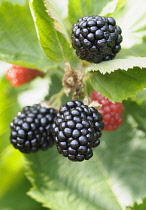 Blackberry Triple Crown, Rubus fruitcosus 'Triple Crown', close up the black rpieing fruit on the plant.