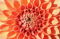 Dahlia, Dahlia 'Oakwood Naranga', Close up of orange coloureed petals showing pattern.----