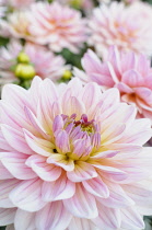 Dahlia, Dahlia 'Pink Magic', Close up of pink flowers growing outdoor.