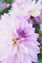 Dahlia, Dahlia 'Morelia', Close up of mauve flowers growing outdoor.