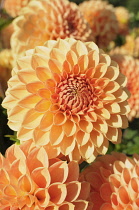 Dahlia, Dahlia 'Oakwood Naranga', Close up of orange coloured flower showing pattern.-