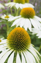 Echinacea, Purple Coneflower, Echinacea purpurea 'Green Edge', Close up showing the spiky texture.