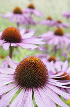 Echinacea, Purple Coneflower, Echinacea purpurea 'Rubinglow', Close up of flowers with mauve coloured petals and spiky texture.