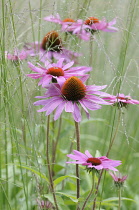 Echinacea, Purple Coneflower, Echinacea purpurea 'Rubinglow', Close up of flowers with mauve coloured petals and spiky texture.