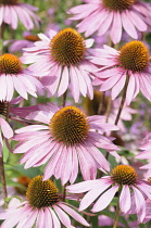 Echinacea, Purple Coneflower, Echinacea purpurea 'Rubinglow', Close up of flowers with mauve coloured petals and spiky texture.