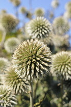 White Globe Thistle, Echinops bannaticus 'Star Frost' Close up showing the spiky texture.