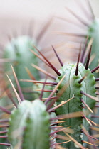 Pincushion Euphorbia, Euphorbia enopla, Close up showing spiky texture.