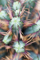 Pincushion Euphorbia, Euphorbia enopla, Close up showing spiky texture.