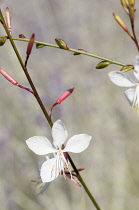 Gaura, Gaura lindheimeri 'Whirling butterflies', White flower growing on this stem.