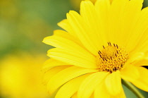 Smooth ox-eye daisy, Heliopsis helianthoides, Close up of bright yelllow coloured flower.-