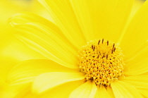 Smooth ox-eye daisy, Heliopsis helianthoides, Close up of bright yelllow coloured flower.-