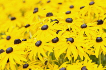 Coneflower, Black-eyed Susan, Rudbeckia fulgida var. deamii, Mass of flowers growing outdoor.-