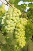 Grape Vine, Vitis 'Seyval blanc', Bunches of green grapes ripening on the vine.-