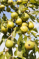 Pear, Humbug pear, Pyrus communis 'Humbug', Fruit growing on the tree.