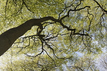 Beech, Fasgus sylvatica, Looking through the canopy of branches and leaves.-