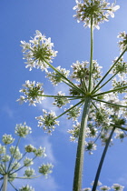 Cow Parsley, Anthriscus sylvestris, Close up showing umbellifer shape. -