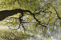 Beech, Fasgus sylvatica, Looking through the canopy of branches and leaves.-