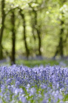 Bluebells, Hyacinthiodes non-scripta,  Bed of spring flowers in forest of Beech trees.-