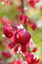 Winged spindle tree, Euonymus alatus, Close up of red coloured flowers growing on the tree.-