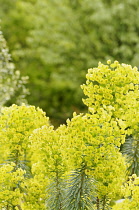 Spurge, Mediterranean spurge, Euphorbia characias wulfenii, growing outdoor.-