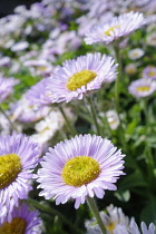 Fleabane, Erigeron ;Prosperity', Mauve coloured petals with yellow stamen, growing outdoor.