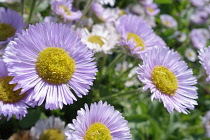 Fleabane, Erigeron 'Prosperity', Mauve coloured petals with yellow stamen, growing outdoor.