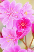 Lewesia, Lewisia cotyledon 'Regenbogen', Close up of pink coloured flowers.