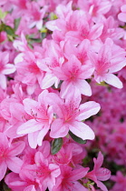Rhododendron, Rhododendron 'Pekoe', Mass of pink coloured flowers growing outdoor.