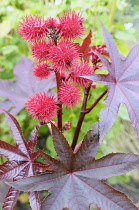 Castor Oil plant, Ricinus communis, Close up of red coloured plant showing spiky detail.-