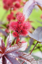 Castor Oil plant, Ricinus communis, Close up of red coloured plant showing spiky detail.-