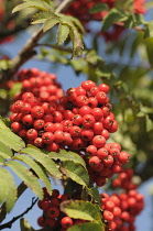Rowan, Sorbus aucuparia, Mass of red coloured berries growing on the plant.-