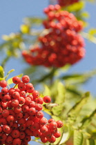 Rowan, Sorbus aucuparia, Mass of red coloured berries growing on the plant.-