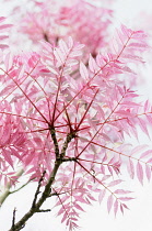Chinese Toon, Toona sinensis 'Flamingo', Studio shot showing the pattern of the pink leaves and branches.-
