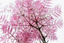 Chinese Toon, Toona sinensis 'Flamingo', Studio shot showing the pattern of the pink leaves and branches.-