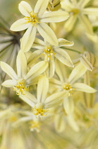 Triteleia, Triteleia ixioides 'Starlight', Close up of yellow coloured flowers showing the pattern.