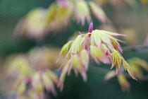 Maple, Acer palmatum shindeshojo, Japanese Maple, Detail showing green leaves tinged with red.-