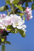 Apple, Sunset, Malus domestica 'Sunset', Pink blossoms on the tree against blue sky.----