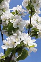Apple, Sunset, Malus domestica 'Sunset', White blossoms on the tree against blue sky.