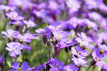 Aubrieta 'Doctor Mules', Mass of purple coloured flowers growing outdoor.