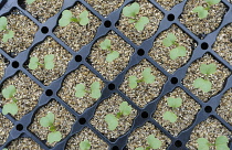 Cabbage 'Greyhound', Brassica oleracea capitata 'Greyhound', Seedlings growing in plastic trays.