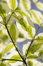 Dogwood, Flowering dogwood, Cornus kousa 'Snowboy', Backlit details of variegated leaves.-