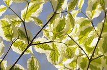 Dogwood, Flowering dogwood, Cornus kousa 'Snowboy', Backlit details of variegated leaves.-